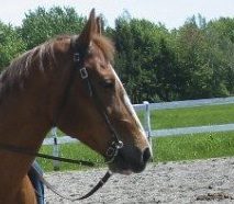 Le cheval, outil de rééducation en orthopédagogie - Mustang