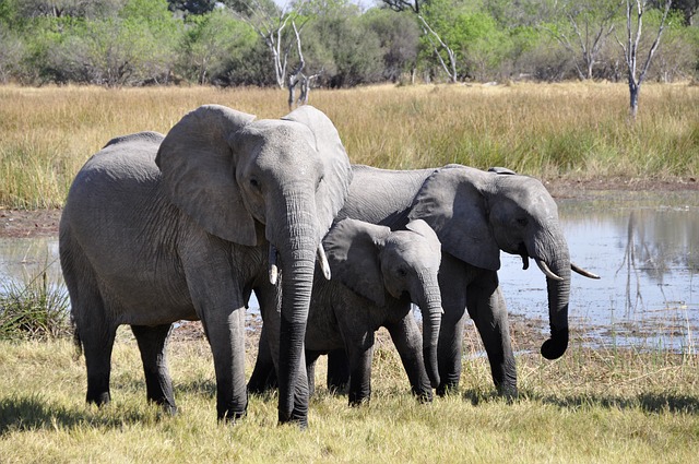 <i class='fa fa-lock' aria-hidden='true'></noscript></i>  Google vient au secours des éléphants au Kenya
