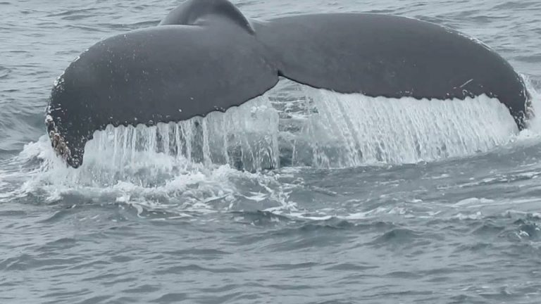 <i class='fa fa-lock' aria-hidden='true'></noscript></i>  La pêche aux baleines relancée au Japon