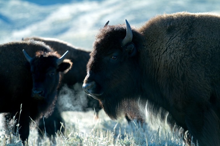 <i class='fa fa-lock' aria-hidden='true'></noscript></i>  Le retour des bisons dans le parc national de Banff