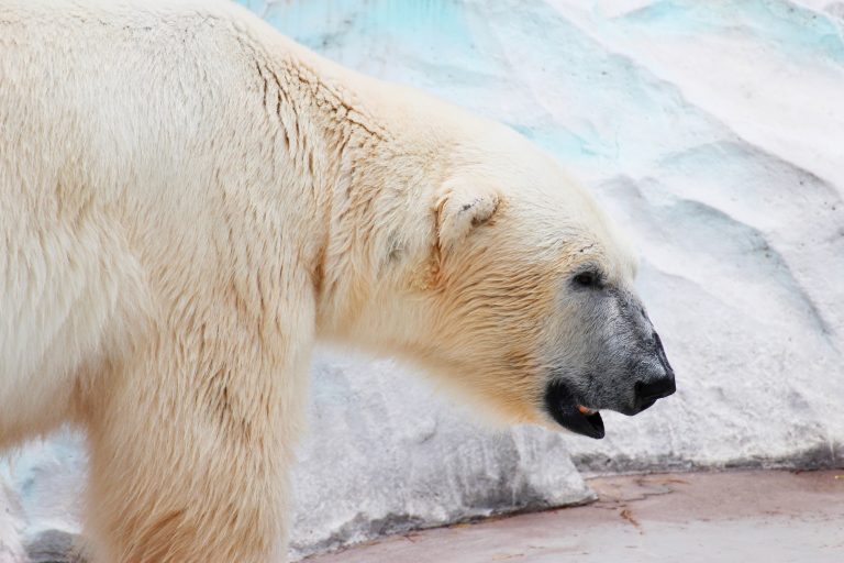 <i class='fa fa-lock' aria-hidden='true'></i>  Une vidéo virale d’un ours polaire affamé